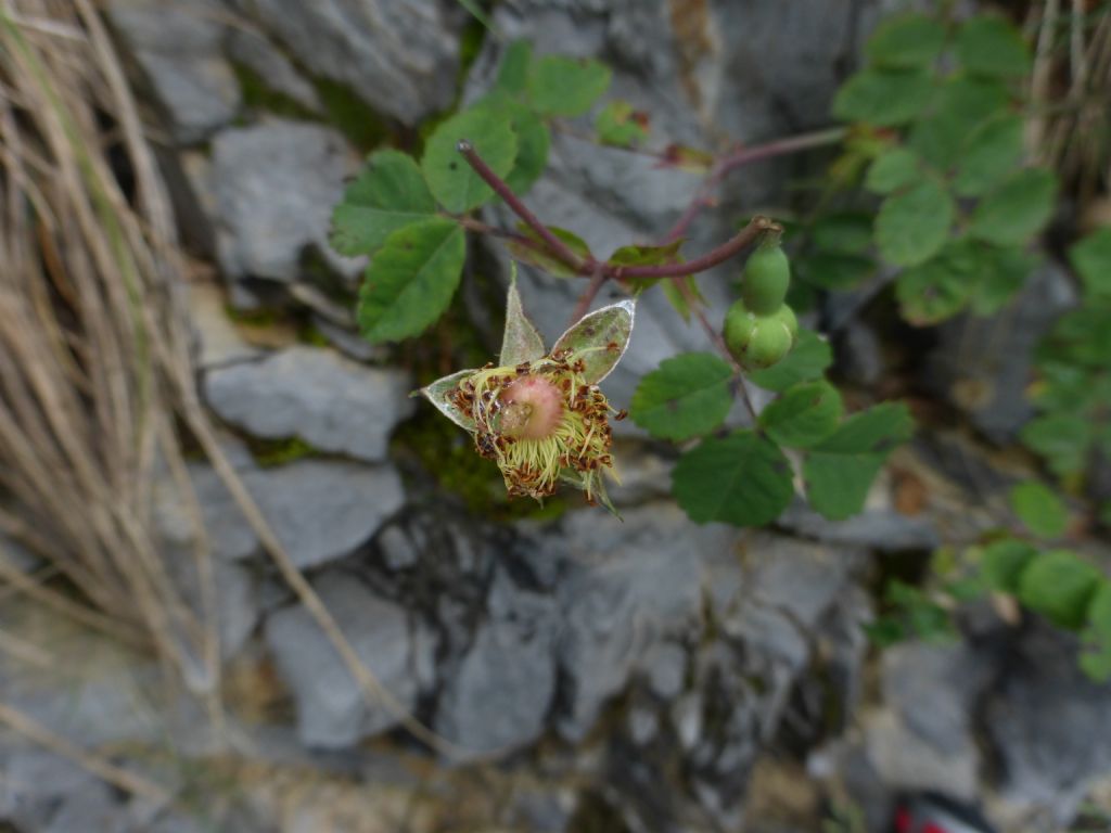 Rosa arvensis Huds. / Rosa cavallina
